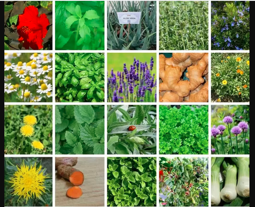 medicinal plants usage