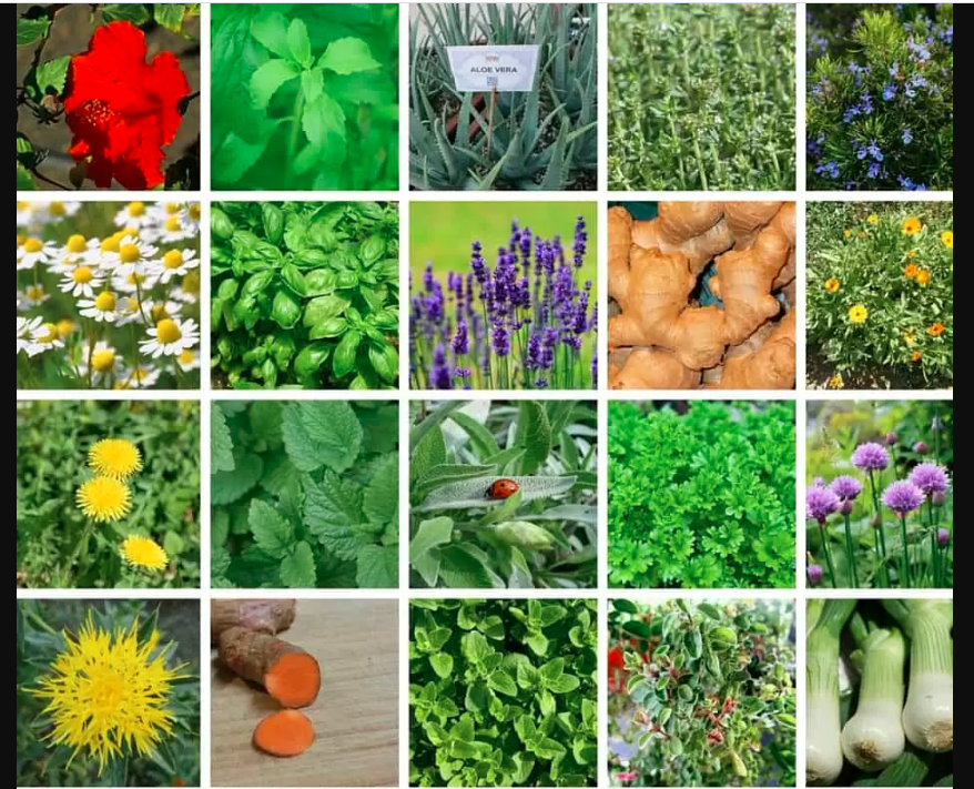 10-medicinal-plants-and-their-uses-with-pictures-medicinal-plants