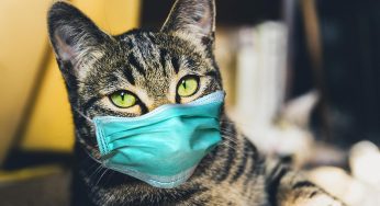 In A Cat’s Eye, All Things Belongs To A Cat